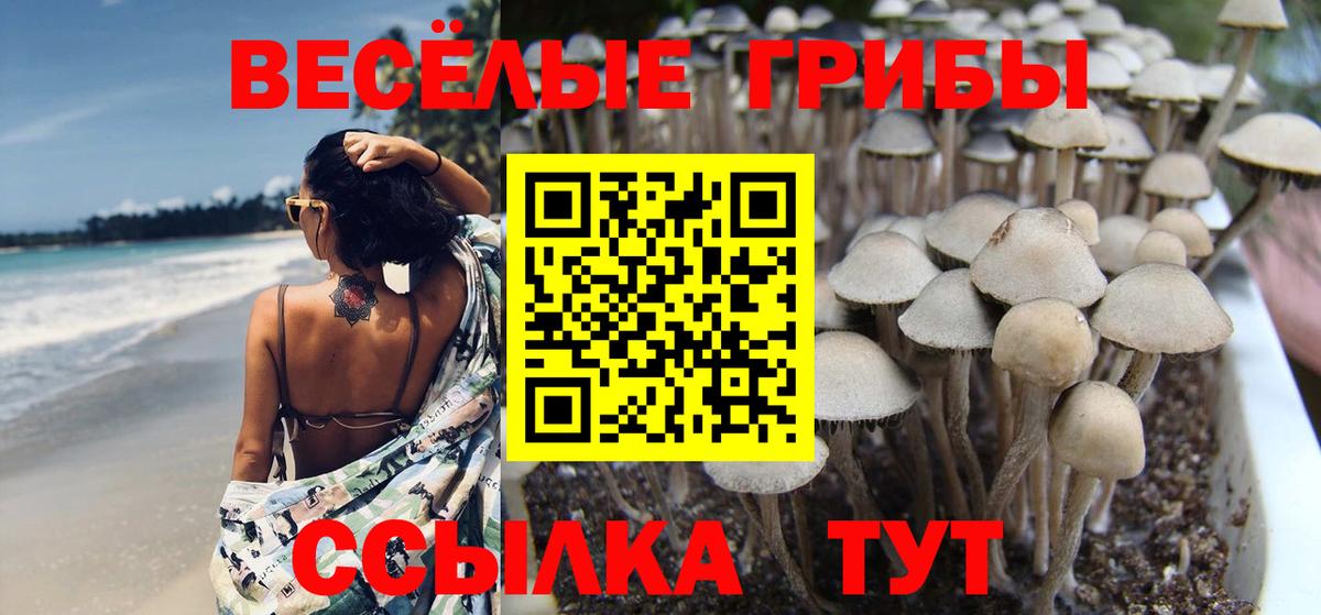 Галлюциногенные грибы Psilocybe  Псилоцибиновые грибы мицелий  Шарыпово  Вход с VPN 